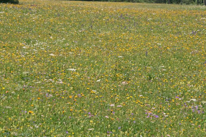 Neuschwanstein juni 2011 - 129